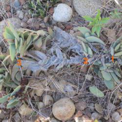 Location: Baja California
Date: 2017-11-20
Numbers indicate annual flowering/branching points (flowers are t