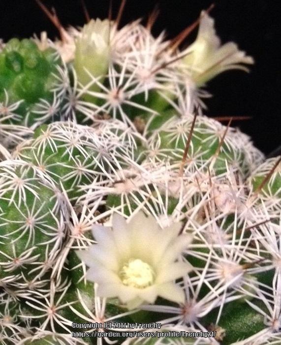 Photo of Thimble Cactus (Mammillaria vetula subsp. gracilis) uploaded by Frenchy21