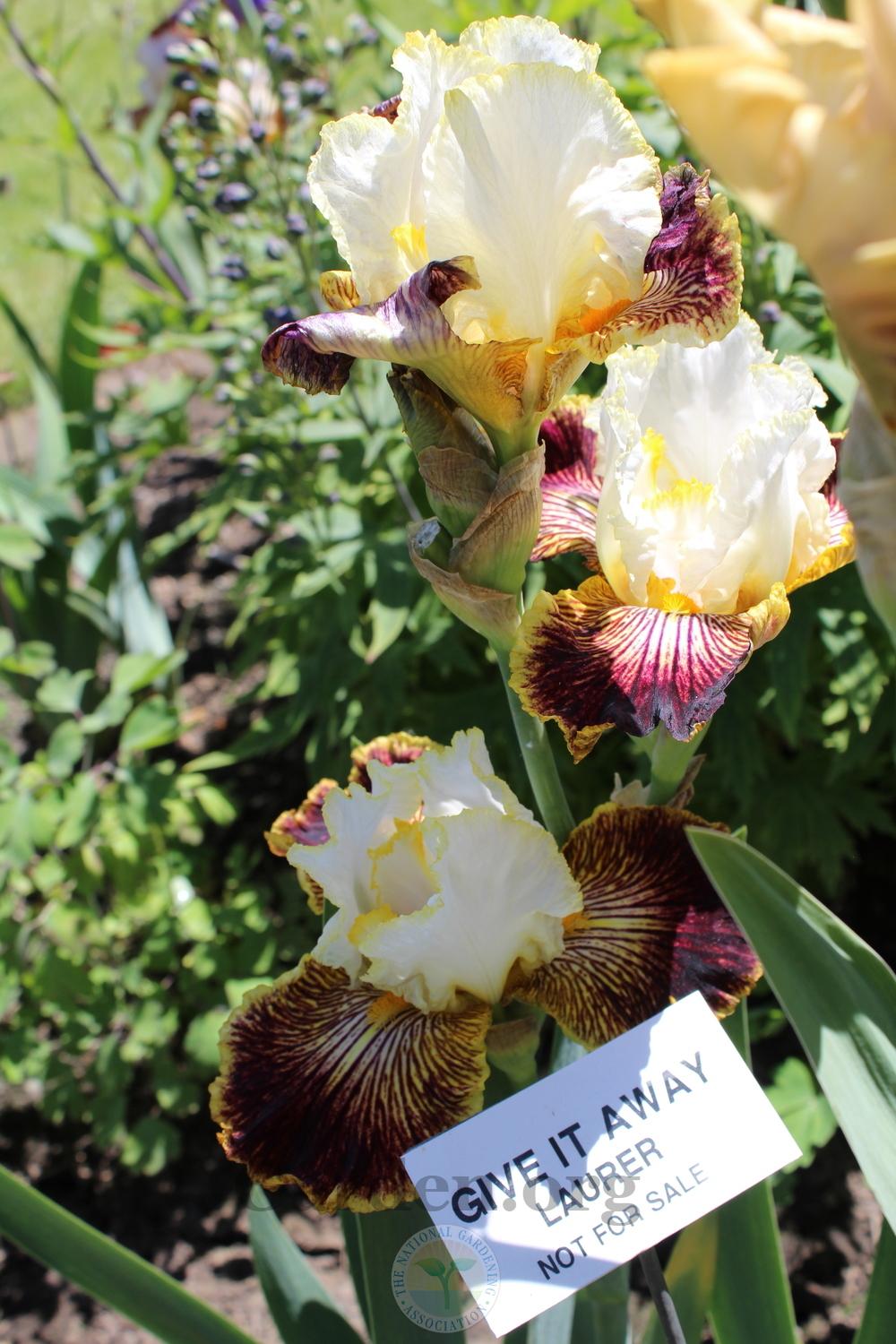 Photo of Tall Bearded Iris (Iris 'Give It Away') uploaded by HighdesertNiki
