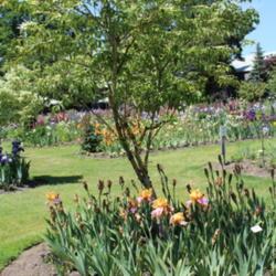 Location: Schreiner's Garden
Date: 2017-05-22
Full sun, 91 degrees F 32.7 degrees C