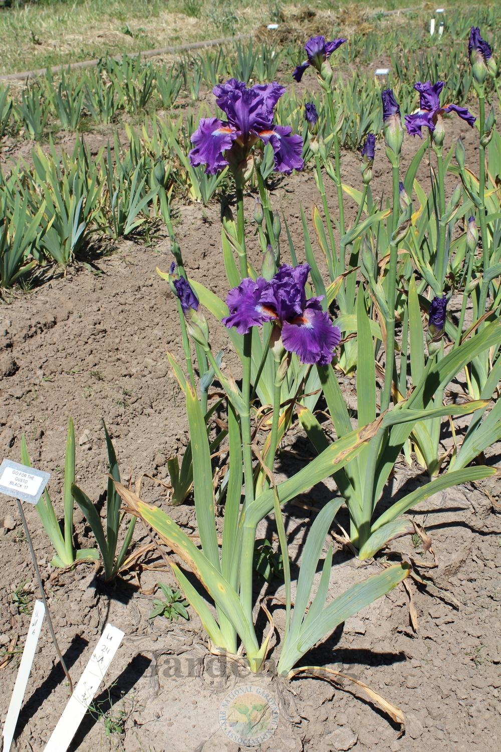 Photo of Tall Bearded Iris (Iris 'Go for the Gusto') uploaded by HighdesertNiki