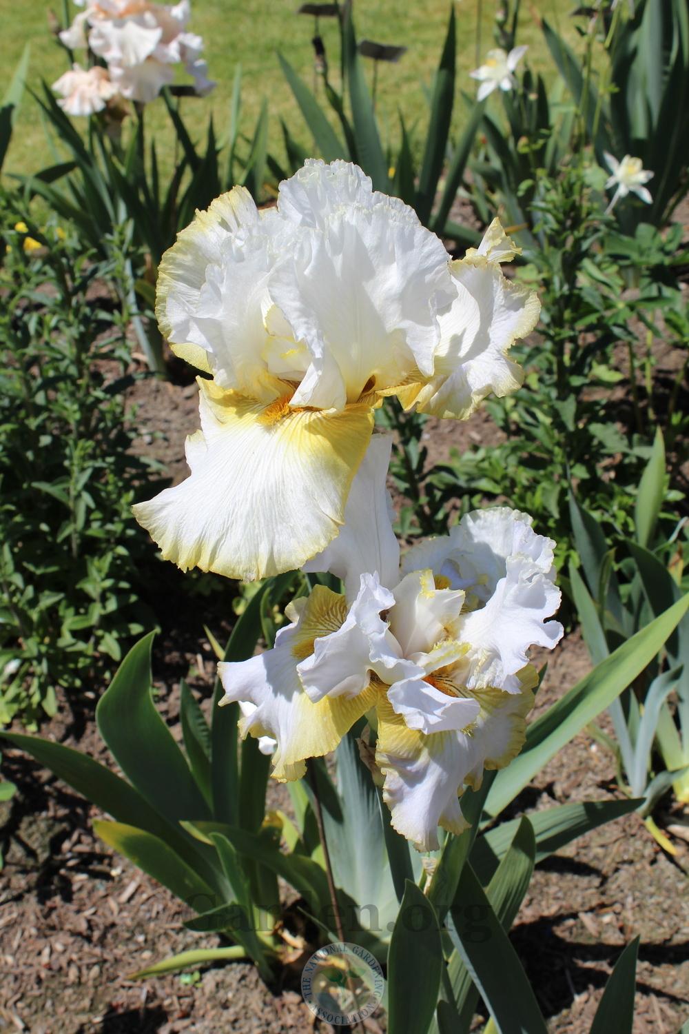 Photo of Tall Bearded Iris (Iris 'Glorious Angels') uploaded by HighdesertNiki