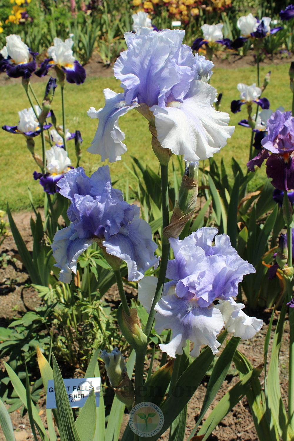 Photo of Tall Bearded Iris (Iris 'Great Falls') uploaded by HighdesertNiki