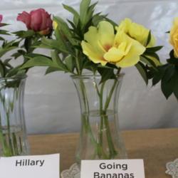 Location: Adelman's Peony Garden, Salem, OR
Date: 2017-05-22
flower show