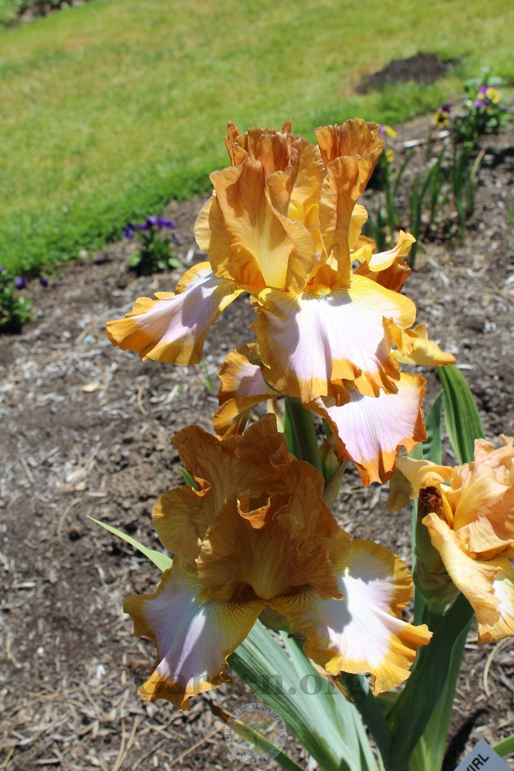 Photo of Tall Bearded Iris (Iris 'Ginger Swirl') uploaded by HighdesertNiki