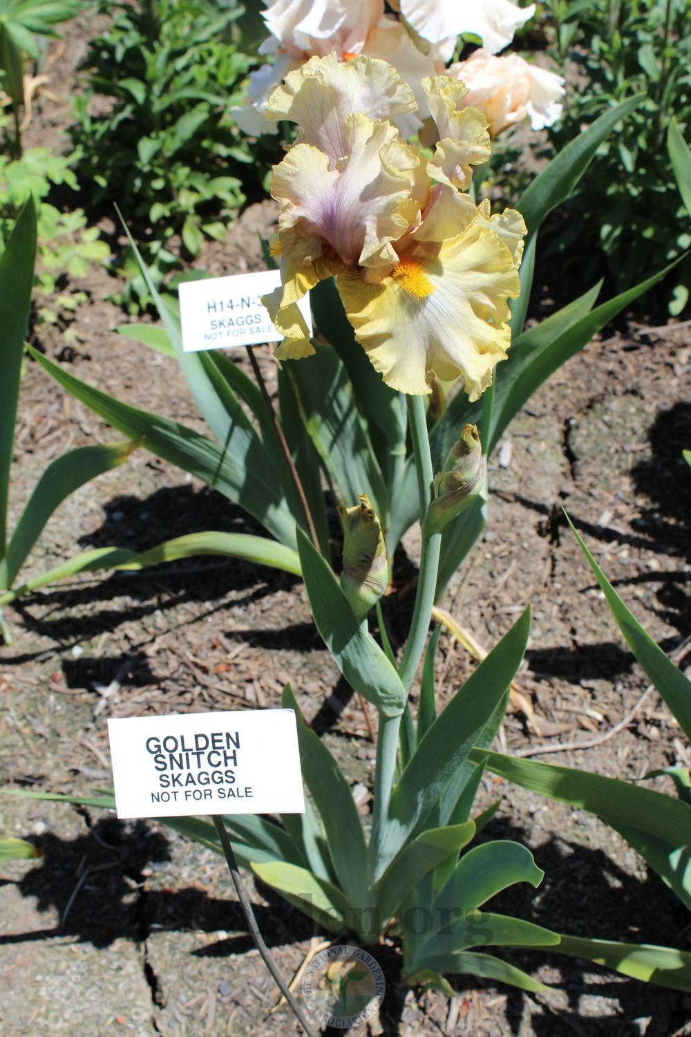 Photo of Tall Bearded Iris (Iris 'Golden Snitch') uploaded by HighdesertNiki