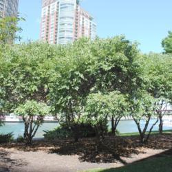 Location: downtown Chicago, Illinois near Chicago River
Date: 2013-08-13
group of trees