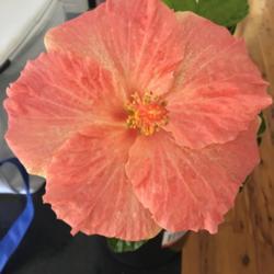 Location: Hunterview, NSW, Aus
Date: 2017-11-19
First flower