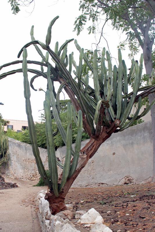 Photo of Hedge Cactus (Cereus hildmannianus) uploaded by RuuddeBlock