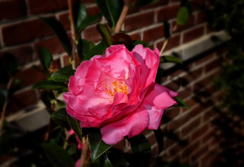 Photo of Camellia (Camellia sasanqua) uploaded by dawiz1753