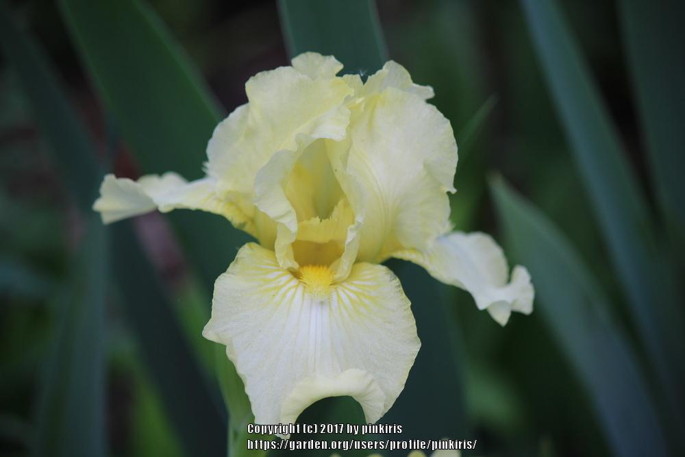 Photo of Intermediate Bearded Iris (Iris 'Maui Moonlight') uploaded by pinkiris