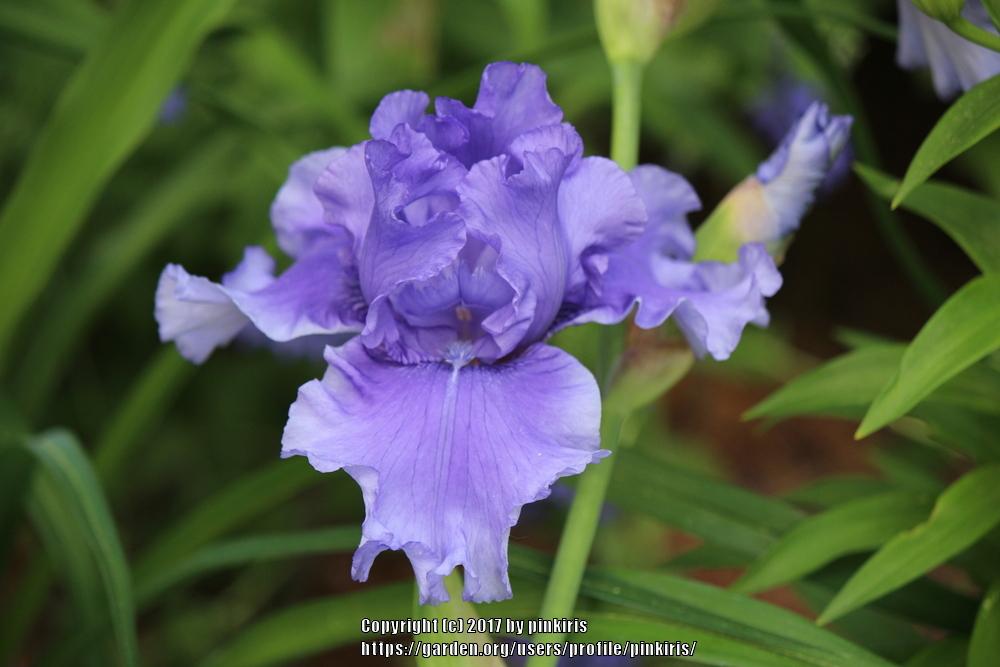 Photo of Tall Bearded Iris (Iris 'Honky Tonk Blues') uploaded by pinkiris