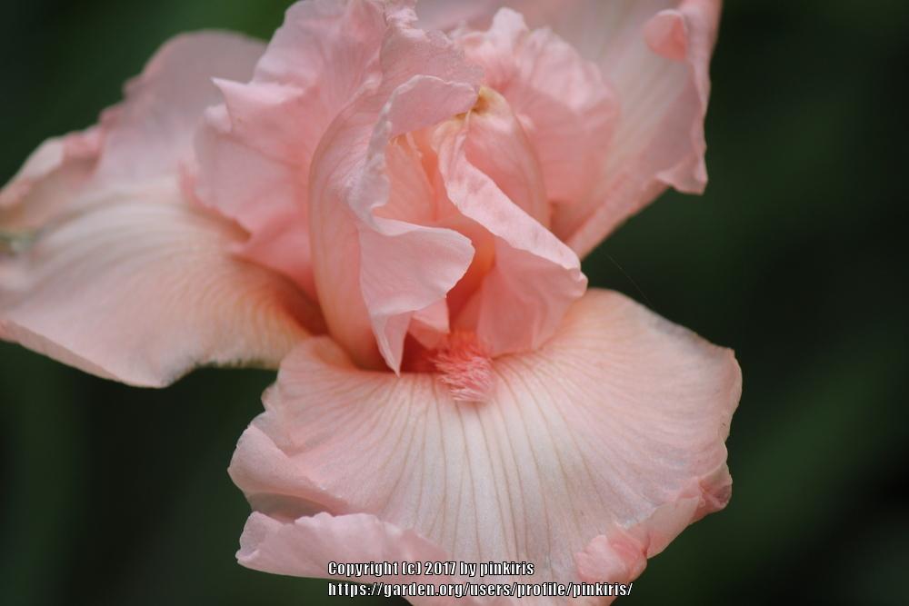 Photo of Tall Bearded Iris (Iris 'Magical Encounter') uploaded by pinkiris