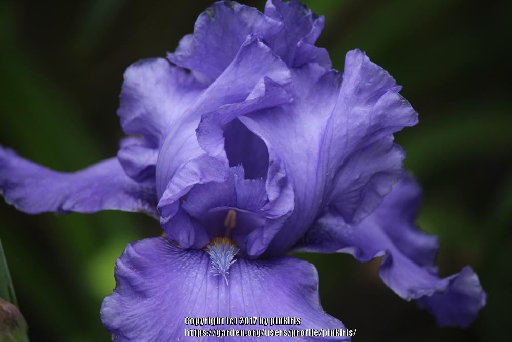 Photo of Tall Bearded Iris (Iris 'Pledge Allegiance') uploaded by pinkiris