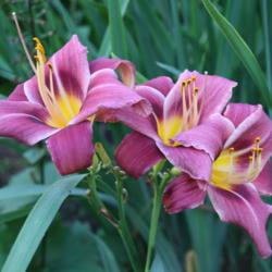 Location: My Garden, Ontario, Canada
Date: 2017-08-14
A nice grouping of daylily 'Darius'