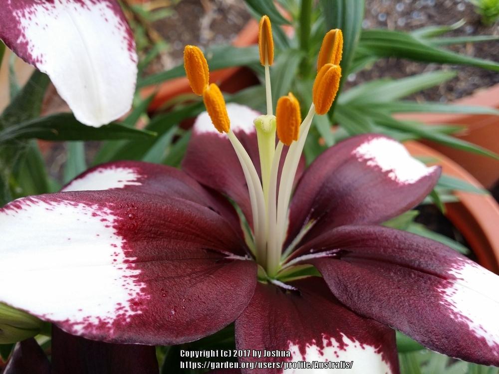 Photo of Lily (Lilium Lily Looks™ Tiny Padhye) uploaded by Australis