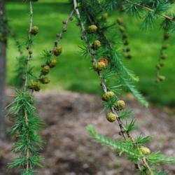 Location: Morton Arboretum in Lisle, IL
Date: 2015-06-19
foliage and tiny cones being green and immature
