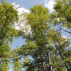 Location: Volo Bog in northeast Illinois south of Fox Lake
Date: 2014-08-14
looking up at tree crowns