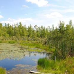 Location: Volo Bog Ingleside, Illinois south of Fox Lake
Date: 2014-08-14
a wild colony of trees behind the big pond
