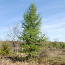 Location: Thomas Darling Preserve near Blakeslee, PA
Date: 2016-05-20
lone tree in northern Pennsylvania bog