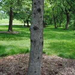 Location: Morton Arboretum in Lisle, IL
Date: 2015-06-19
lone tree trunk