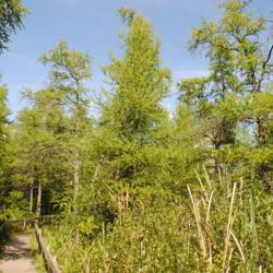 Location: Volo Bog in northeast Illinois south of Fox Lake
Date: 2014-08-14
trees along wooden pathway