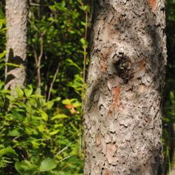 Location: Volo Bog in northeast Illinois south of Fox Lake
Date: 2014-08-14
trunk portion with bark