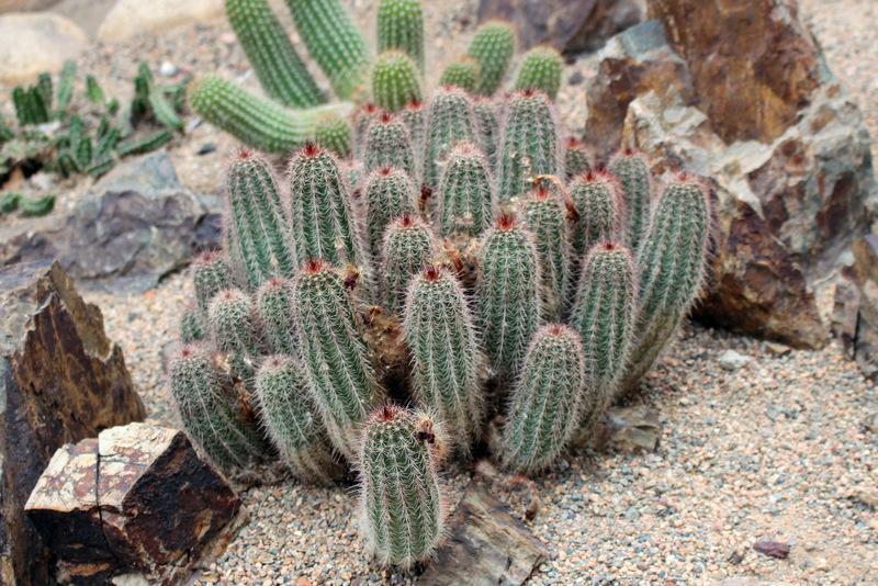 Photo of Claretcup Cactus (Echinocereus triglochidiatus) uploaded by RuuddeBlock