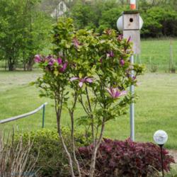 Location: Clinton, Michigan 49236
Date: 2017-05-13
"Magnolia 'Ann', 2017, [Magnolia], mag-NOLE-yuh, 9x9 ft #Tree, US