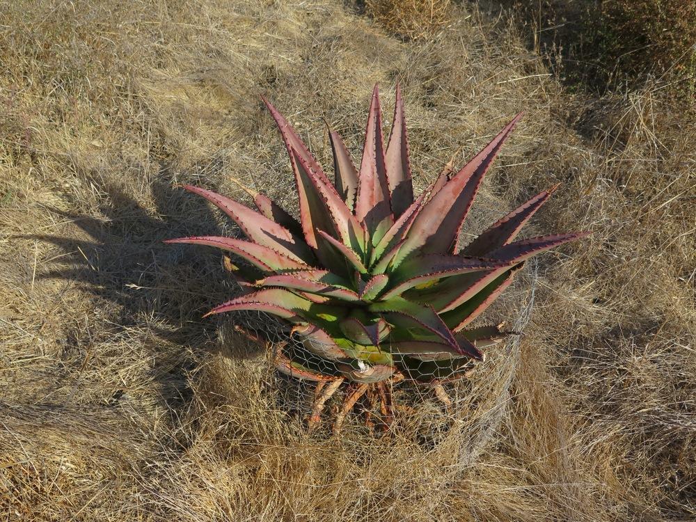 Photo of Bitter Aloe (Aloe ferox) uploaded by Baja_Costero