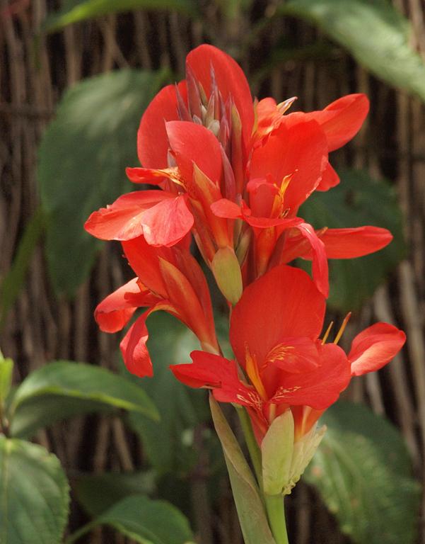 Photo of Cannas (Canna) uploaded by BarbandDave