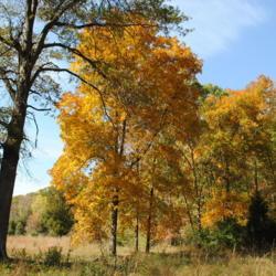 Location: French Creek State Park in southeast PA
Date: 2010-10-17
several trees in golden fall color