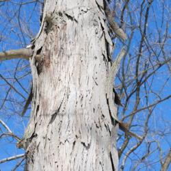 Location: Kerr Park in Downingtown, Pennsylvania
Date: 2011-01-31
portion of trunk with bark
