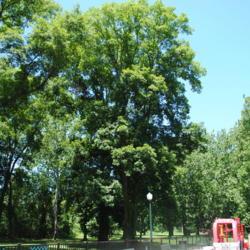 Location: Kerr Park in Downingtown, Pennsylvania
Date: 2010-07-11
full-grown tree in summer