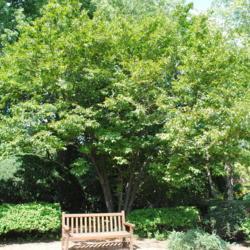 Location: Cantigny Park in Wheaton, IL
Date: 2010-08-18
mature planted tree, behind bench