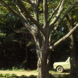 Location: southwest Michigan
Date: August in 1980's
mature trunk