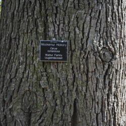 Location: Jenkins Arboretum in Berwyn, Pennsylvania
Date: 2012-03-18
portion of trunk