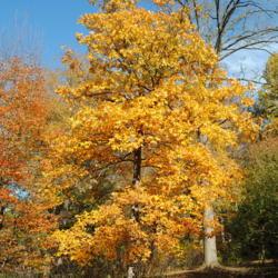 Location: Tyler Arboretum in southeast PA
Date: 2010-10-28
full-grown tree in autumn color