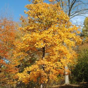 full-grown tree in autumn color