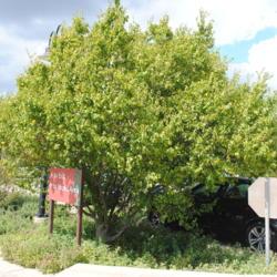 Location: in parking lot island at Morton Arboretum in Lisle, IL
Date: 2017-09-05
mature planted tree