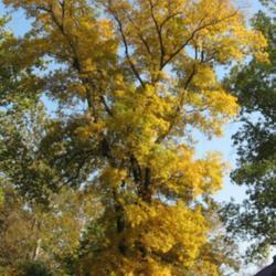 Location: Kerr Park in Downingtown, Pennsylvania
Date: 2008-10-15
full-grown tree in fall golden color
