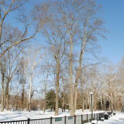 Location: Kerr Park in Downingtown, Pennsylvania
Date: 2011-01-31
two upright tall trees in middle in winter