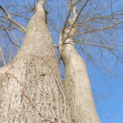Location: Kerr Park in Downingtown, Pennsylvania
Date: 2011-01-31
looking up a trunk