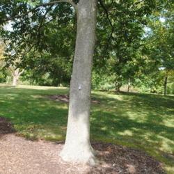 Location: Morton Arboretum in Midwest Collection in Lisle, IL
Date: 2017-09-05
trunk