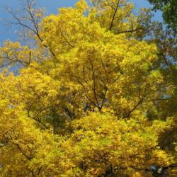 Location: Kerr Park in Downingtown, Pennsylvania
Date: 2008-10-15
golden fall color of the crown of a tree