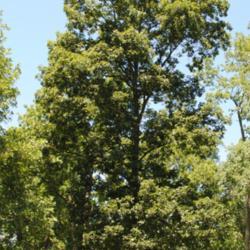 Location: southeast Pennylvania
Date: 2010-07-11
full-grown tree in summer