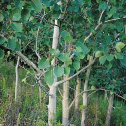 Location: near Neenah, Wisconsin
Date: August 2013
maturing trunks and foliage