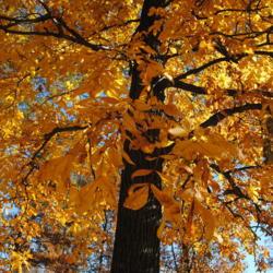 Location: Smyrna Rest Station off Rt #1 in Delaware
Date: 2016-11-18
looking up trunk and crown of tree in fall color
