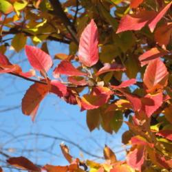 Location: Downingtown, Pennsylvania
Date: 2007-11-24
leaves in fall color, in sunny location