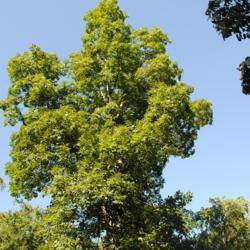 Location: at Winterthur Gardens in northern Delaware
Date: 2010-07-11
upper tree in summer
